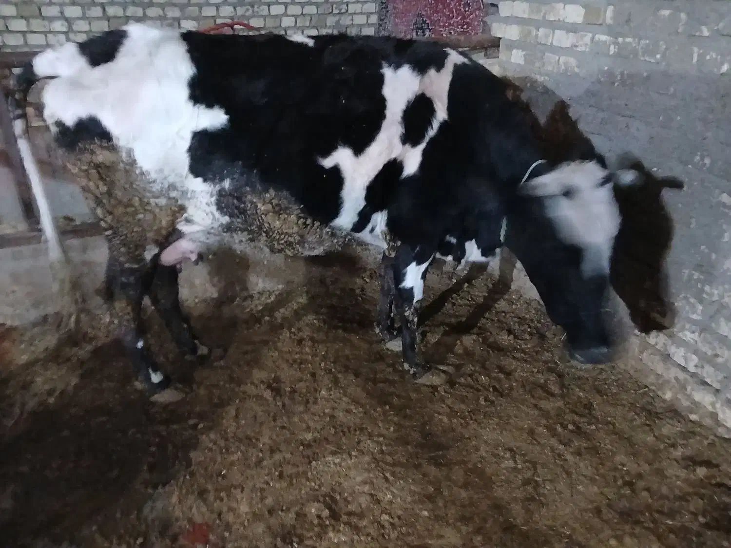 گاو و گوساله|حیوانات مزرعه|رامند, |دیوار