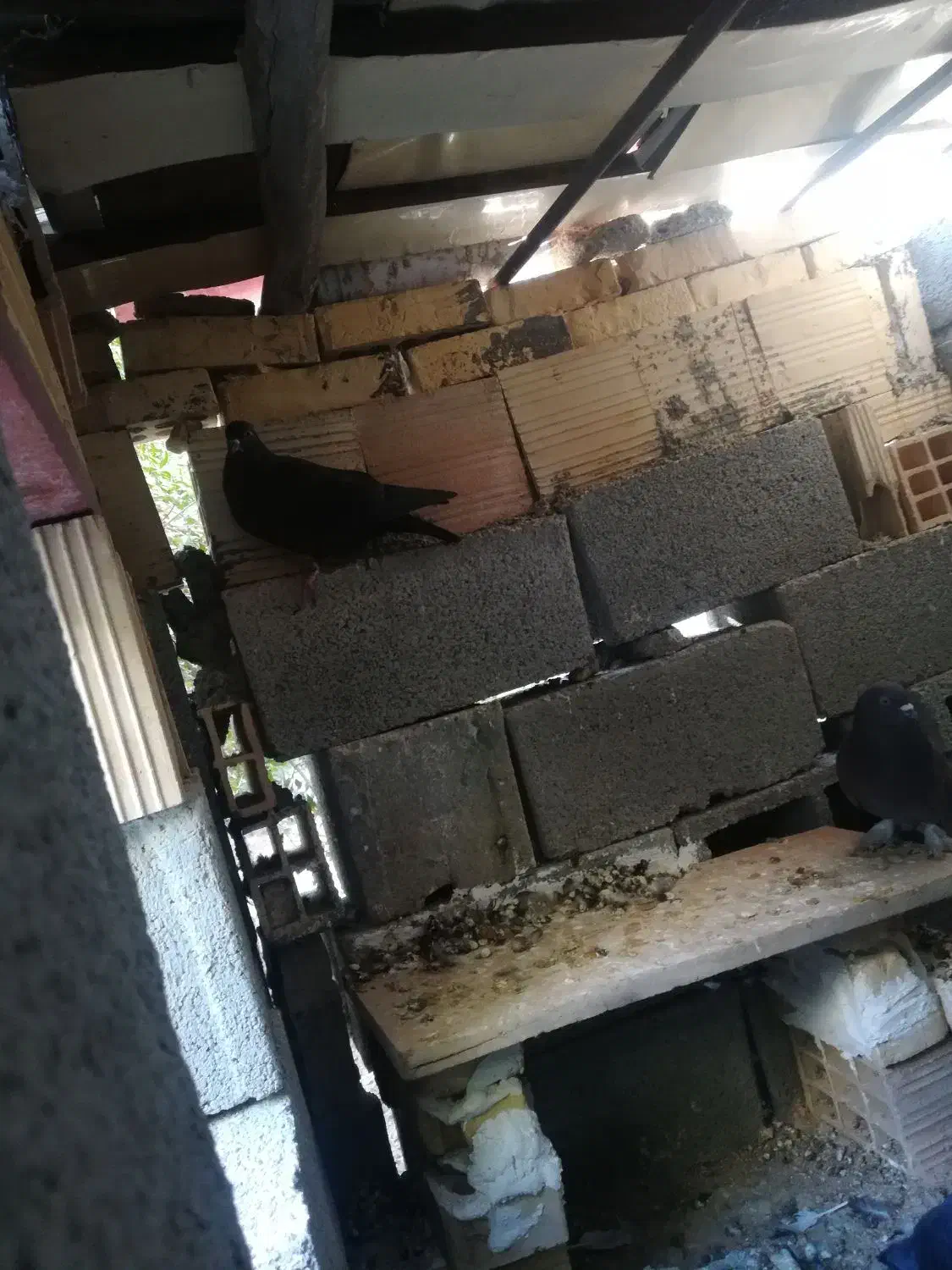 چند عدد کبوتر|پرنده|جم, |دیوار