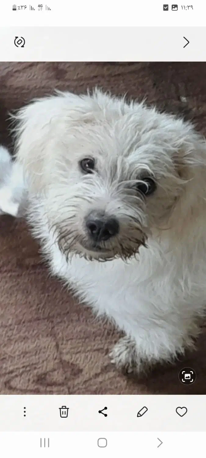 سگ گمشده|حیوانات|تنکابن, |دیوار