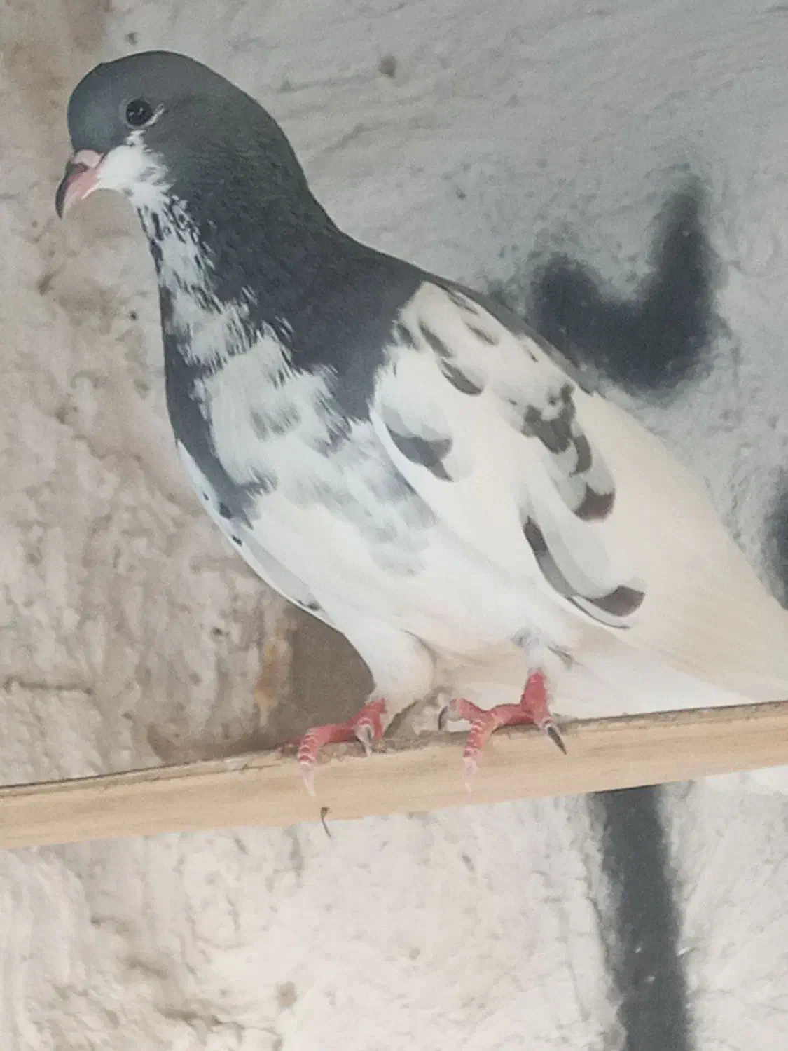 کفتر شهری سبز|پرنده|خشت, |دیوار