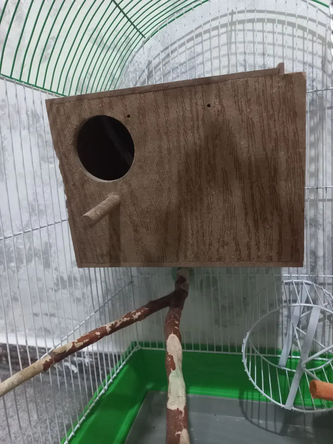 طوطی برزیلی نژاد فیشر به همراه وسایل|پرنده|پاکدشت, پاکدشت (مامازند)|دیوار