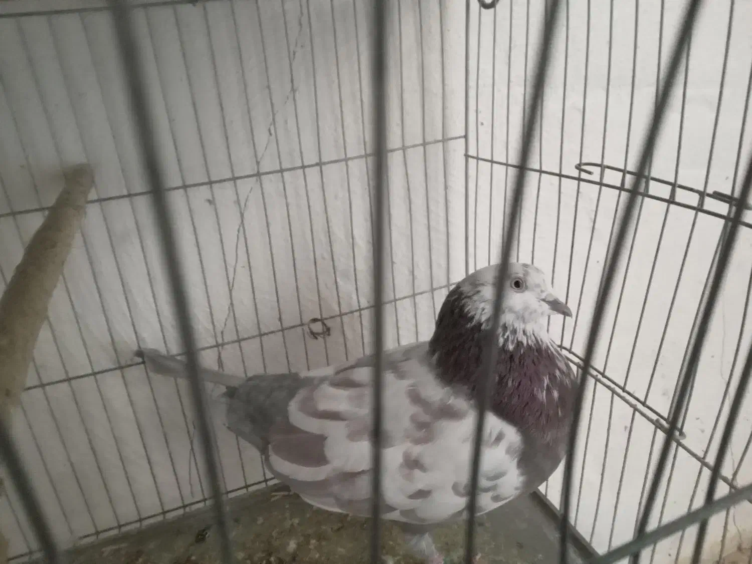 فروش ۴ کبوتر|پرنده|پاکدشت, پاکدشت (مامازند)|دیوار