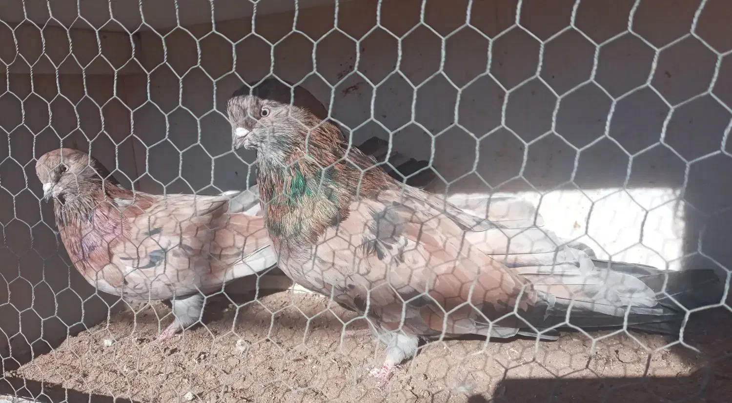 جفت سرول نر و ماده آتشی|پرنده|میانه, |دیوار