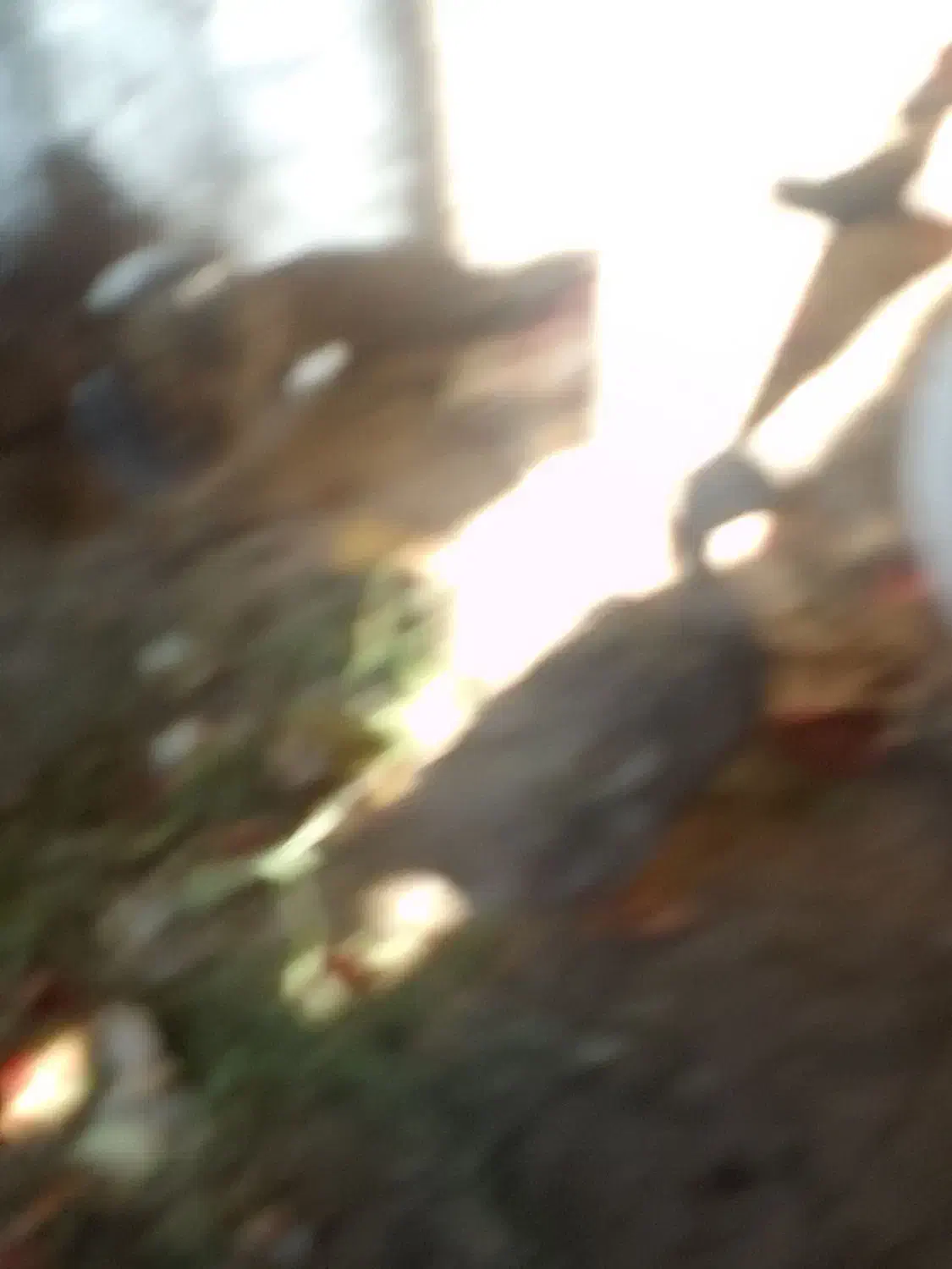 غازنر|حیوانات مزرعه|زابل, |دیوار