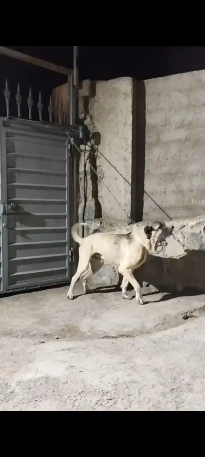 گمشده|حیوانات|سلطانیه, |دیوار