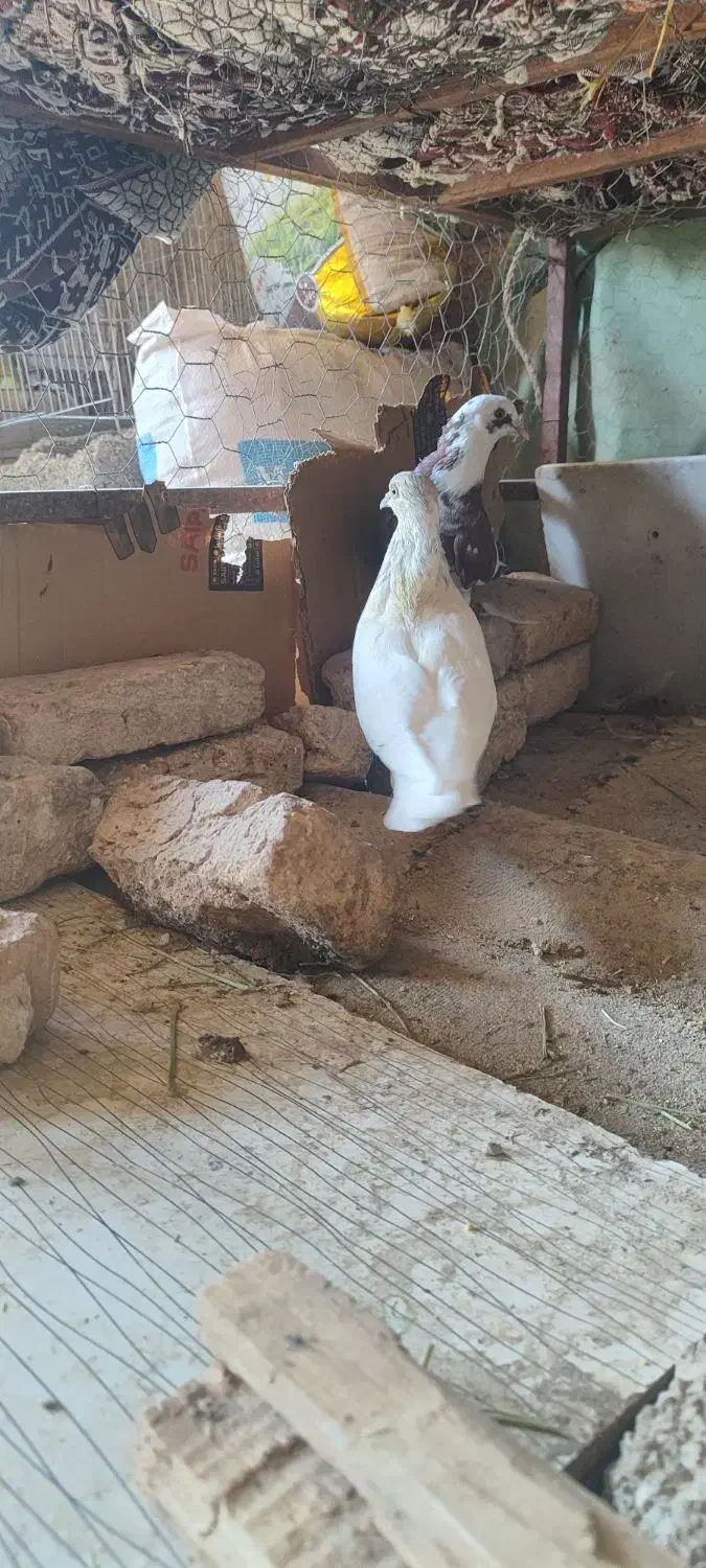 کبوتر نر پرشی|پرنده|ایوان, |دیوار