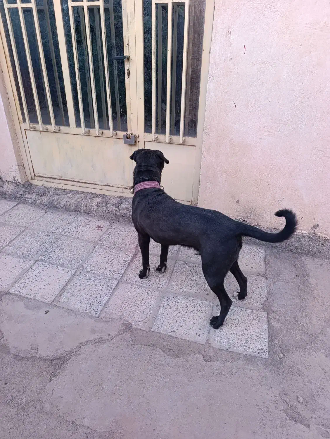 واگذاری|سگ|سیوان, |دیوار