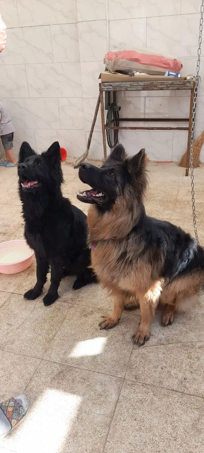 ژرمن بالغ شولاین بلک و دورنگ اصل|سگ|ورامین, ورامین|دیوار