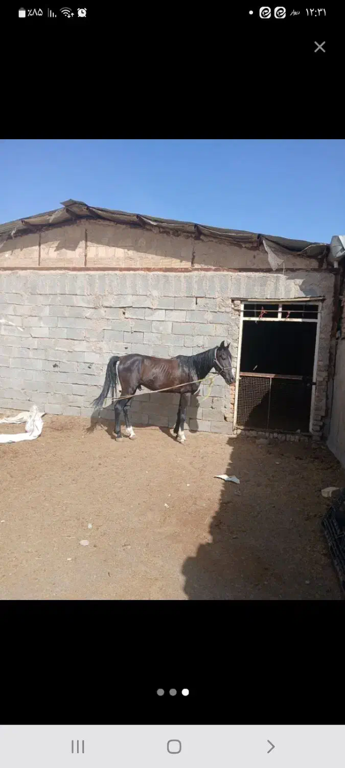 اسب|اسب و تجهیزات اسب‌سواری|اراک, |دیوار