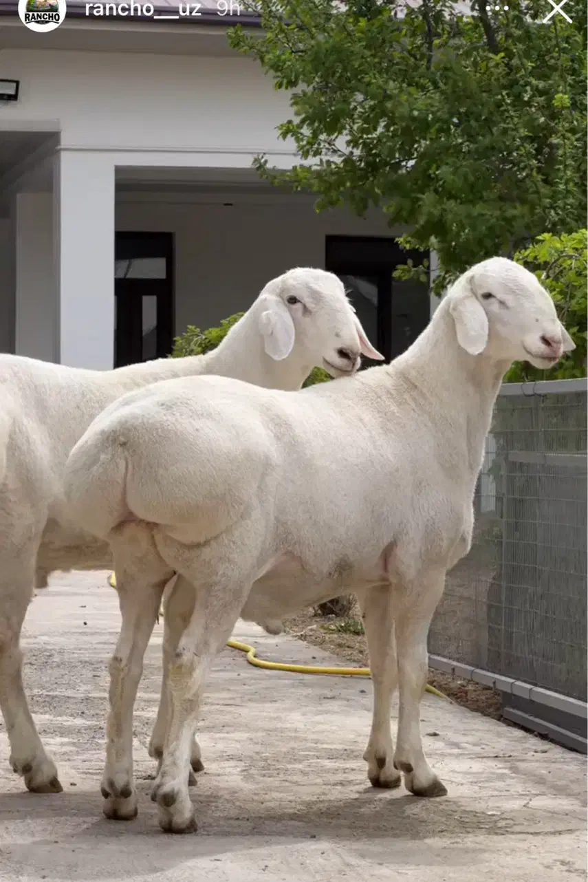 آنلاین ارسال سریع شبانه روزی گوسفند مغان افشار|حیوانات مزرعه|تهران, جیحون|دیوار