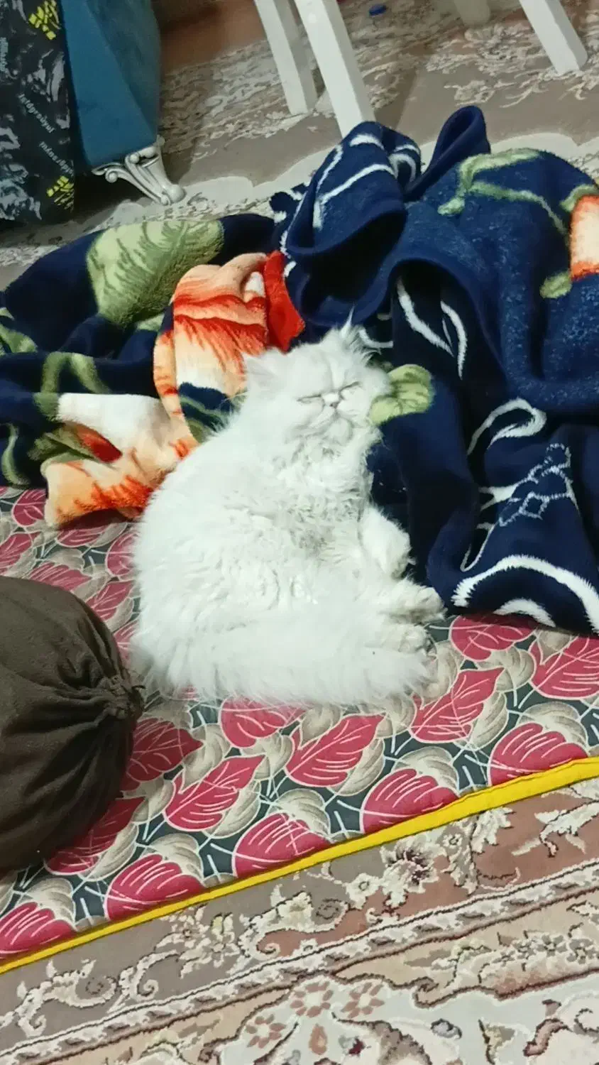 گربه پرشین|گربه|کرمانشاه, |دیوار