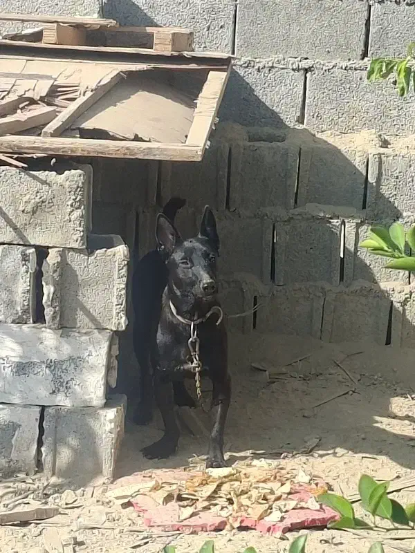 سگ مالینیویز|سگ|سعدآباد, |دیوار