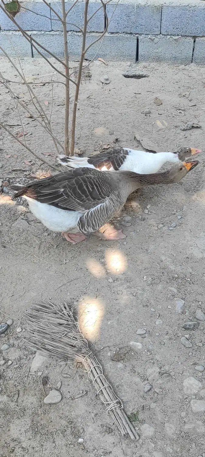 غاز|حیوانات مزرعه|میناب, |دیوار