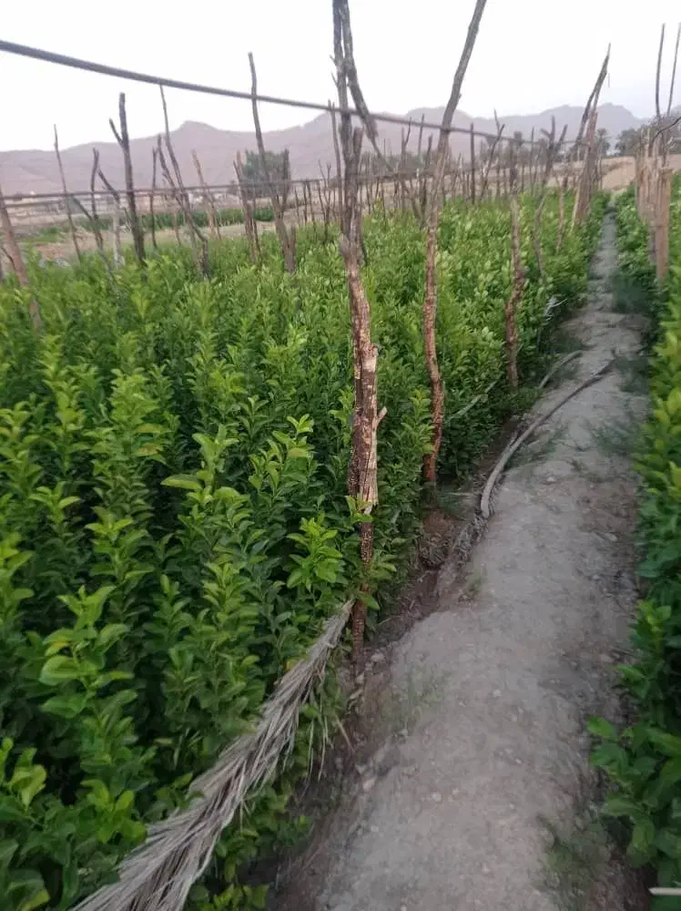 نهالستان رحمان نوری|خدمات باغبانی و درختکاری|خفر, |دیوار