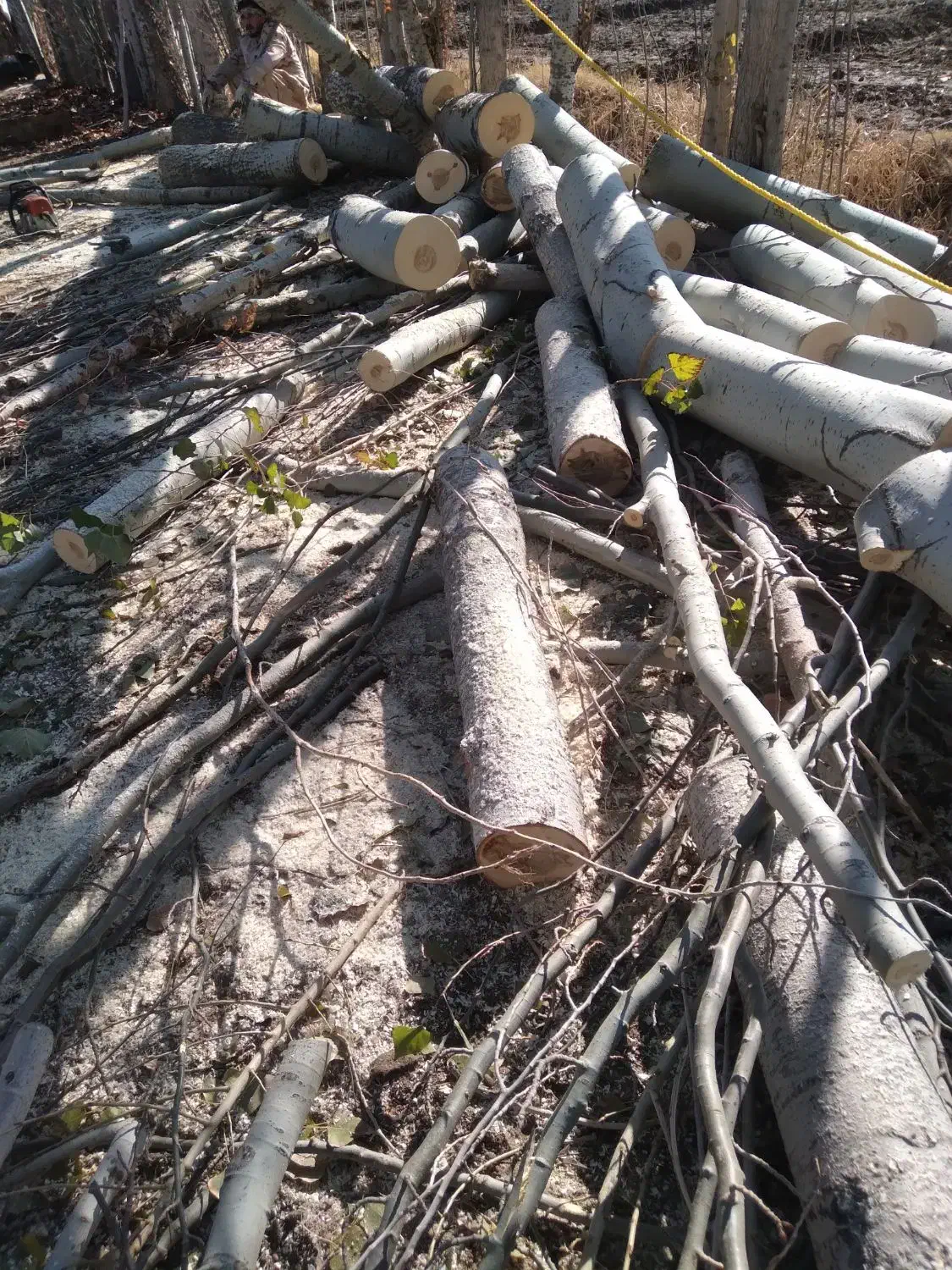 خرید چوب|خدمات باغبانی و درختکاری|بکتاش, |دیوار