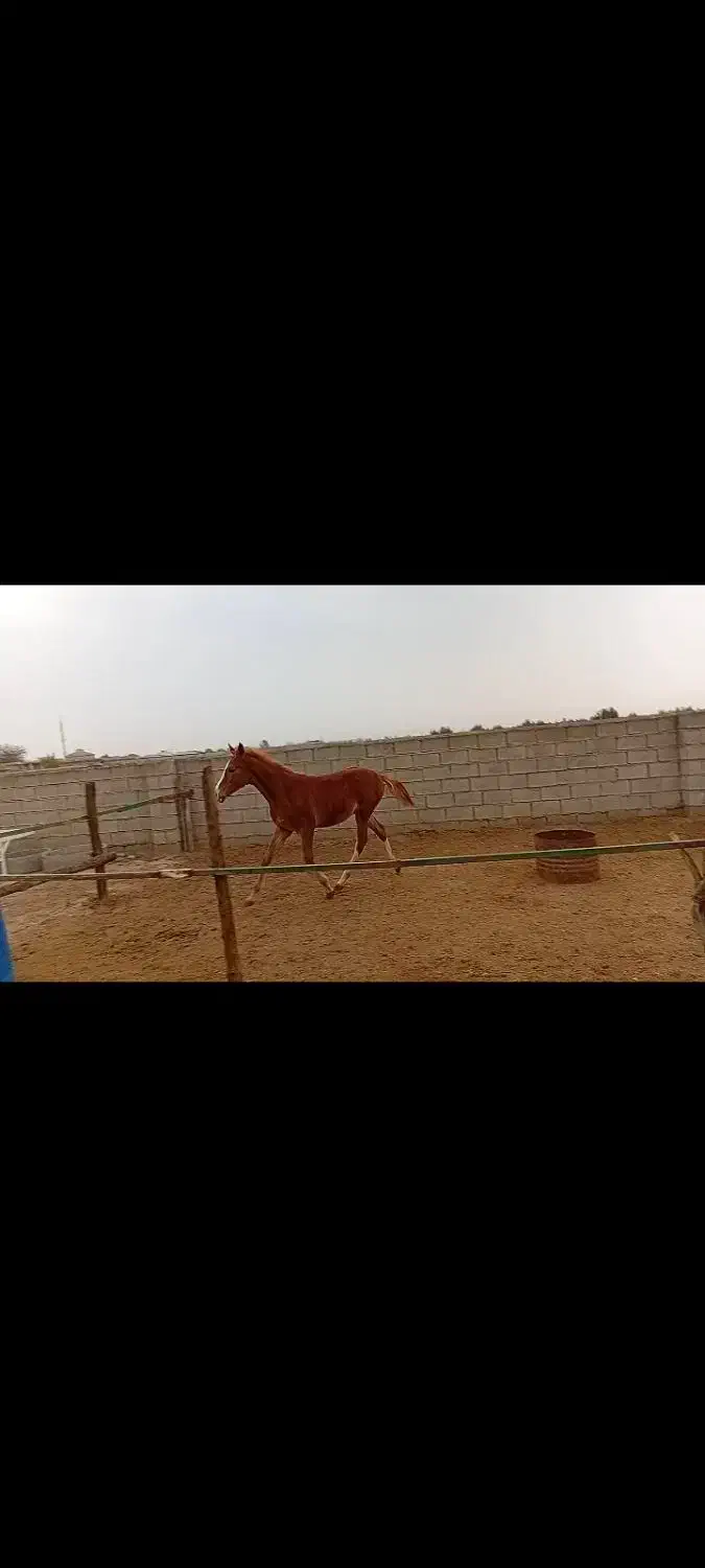 کره اسب|اسب و تجهیزات اسبسواری|گنبد کاووس, |دیوار