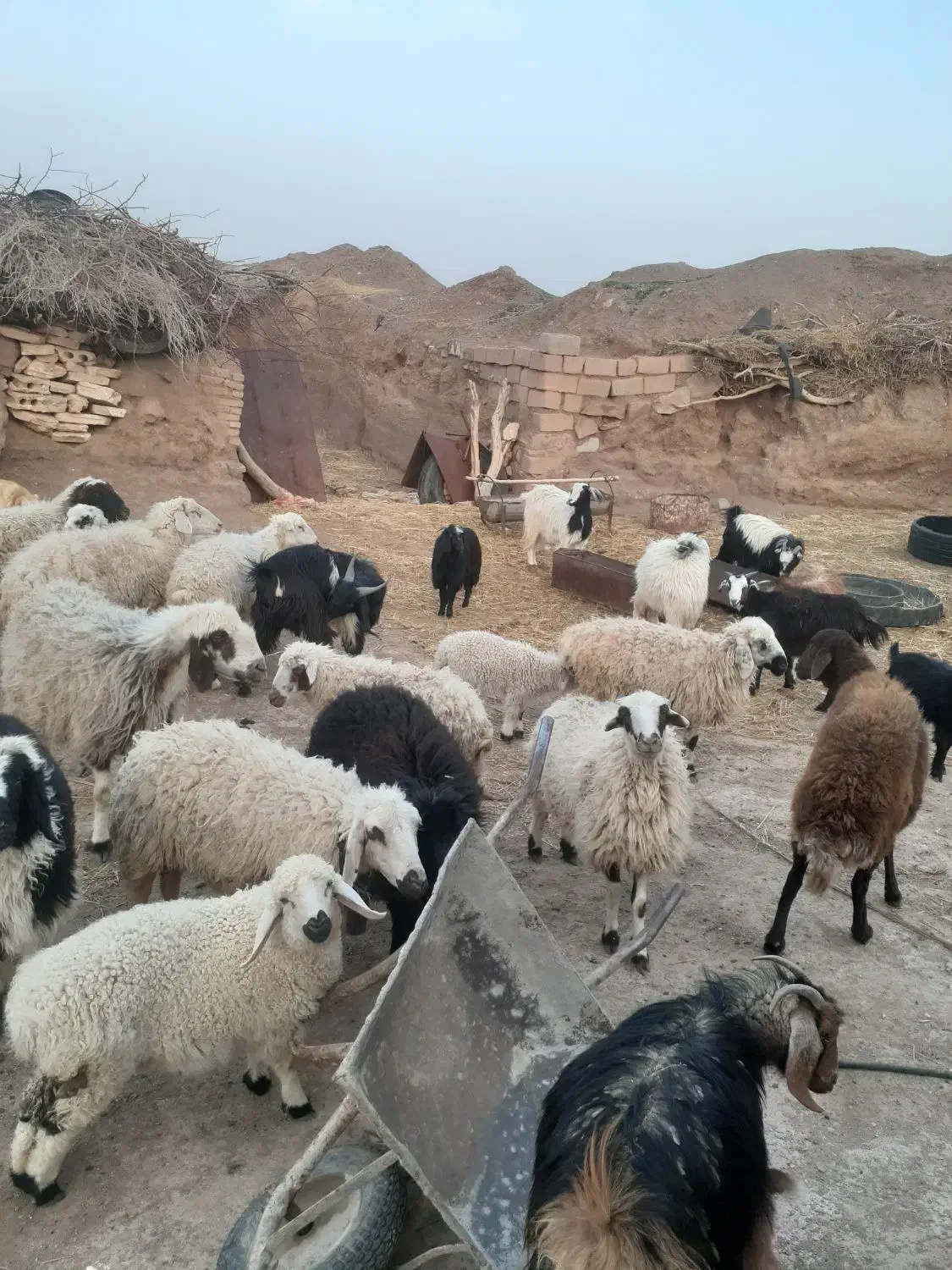 میش بره|حیوانات مزرعه|خوسف, |دیوار