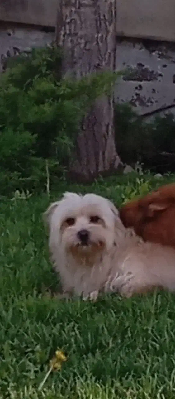 سگ گمشده|سگ|قزوین, |دیوار