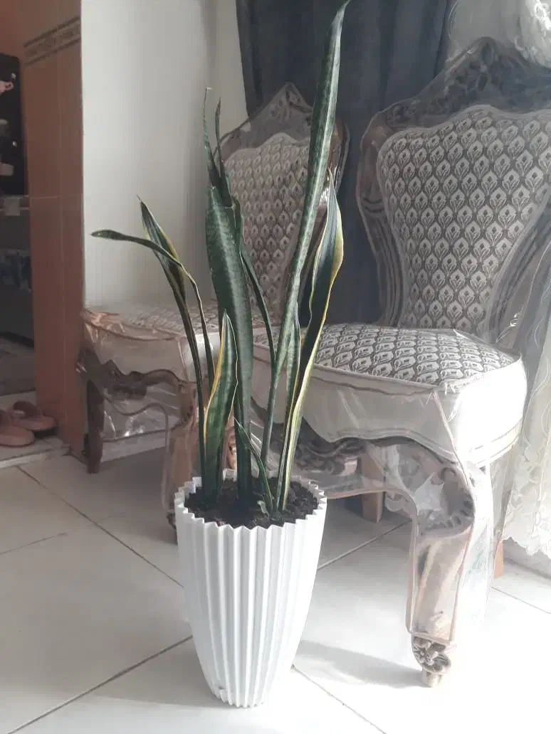 گل سانسوریا|گل و گیاه طبیعی|فرخشهر, |دیوار