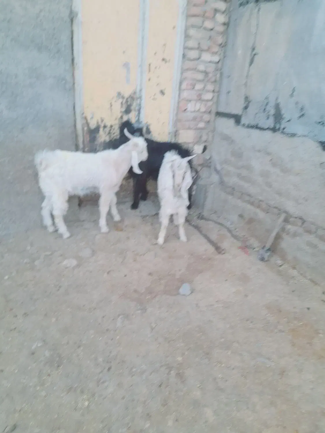 بزغاله نر|حیوانات مزرعه|زاغه, |دیوار