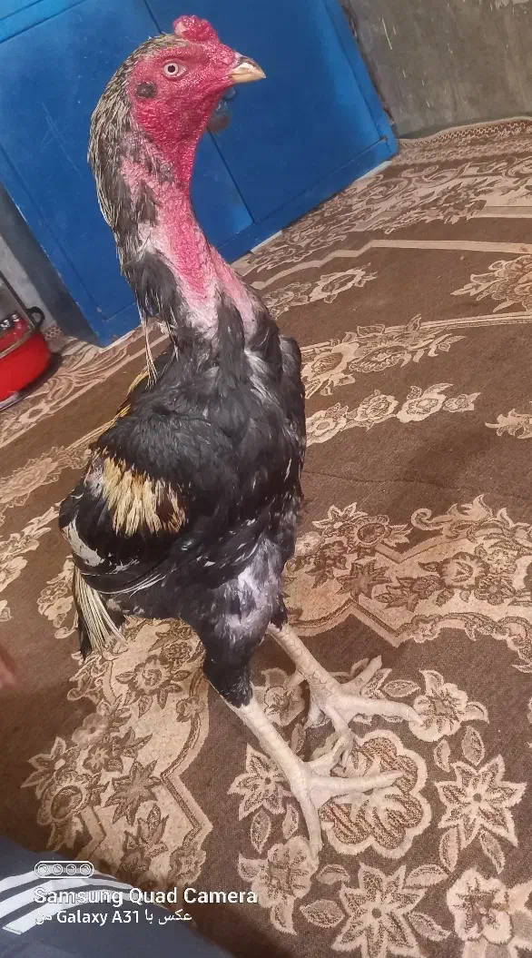 مرغ و خروس سالم فروشی|حیوانات مزرعه|سراوان, |دیوار