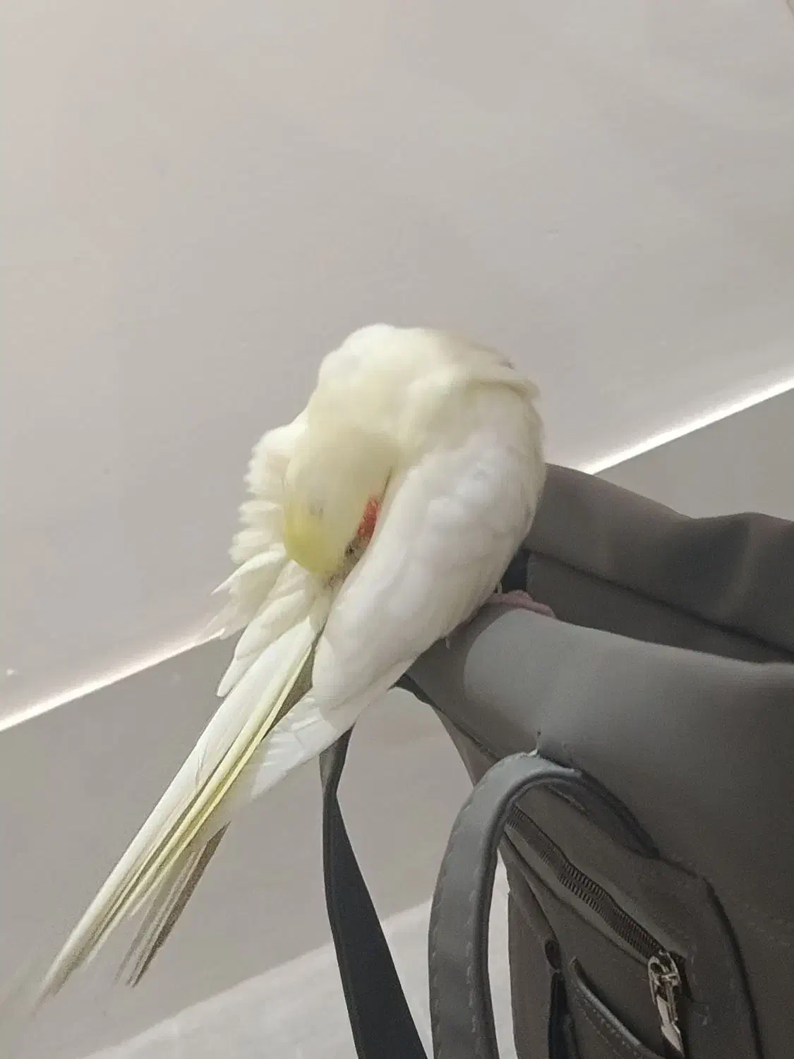 عروس هلندی دستی صحبت میکنه ولی کم|پرنده|کاشمر, |دیوار