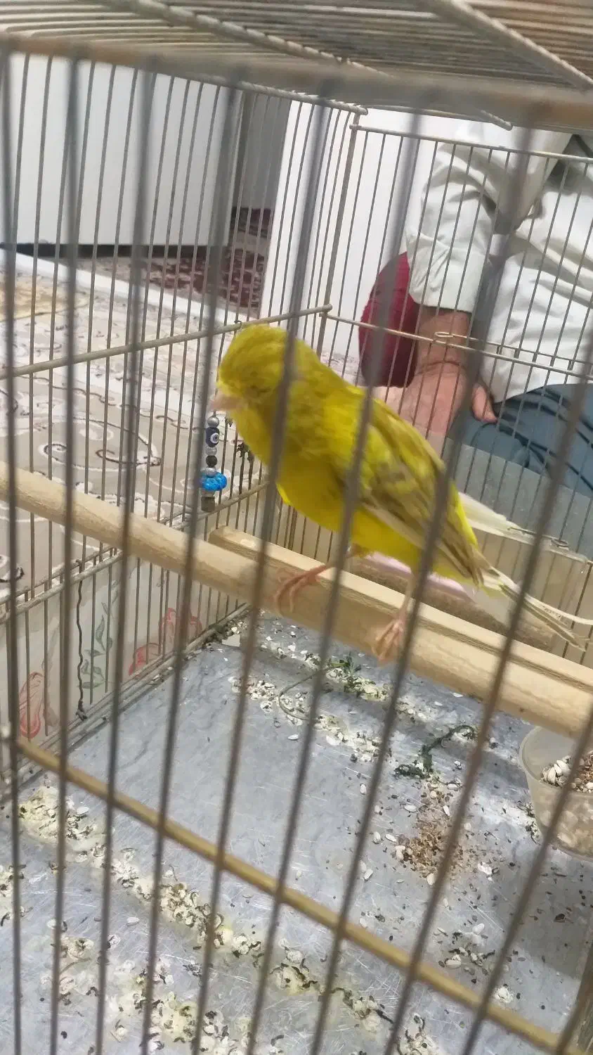 قناری خوشرنگ و خوش قد|پرنده|قزوین, |دیوار