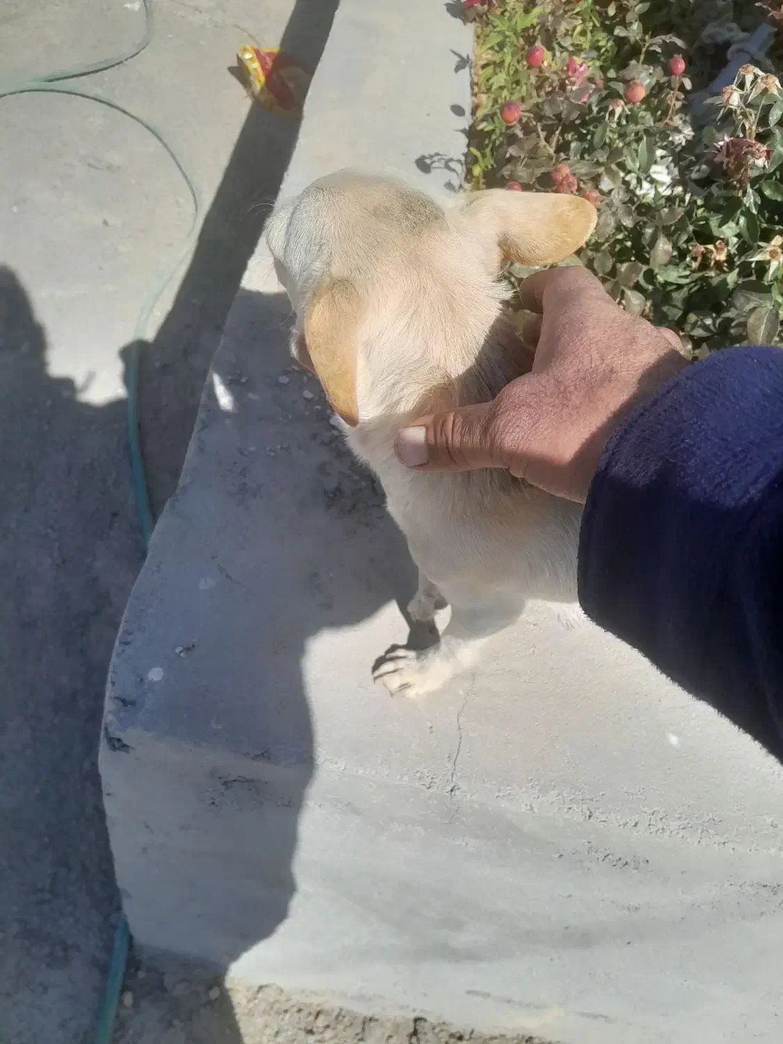 سگ کوچولو|سگ|سده (فارس), |دیوار