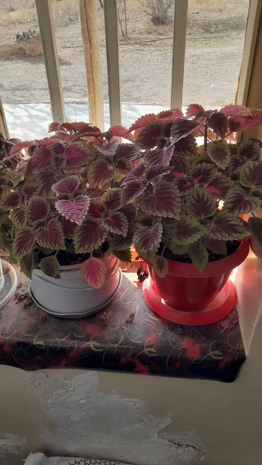 گل های طبیعی زیبا|گل و گیاه طبیعی|دشتابی, |دیوار