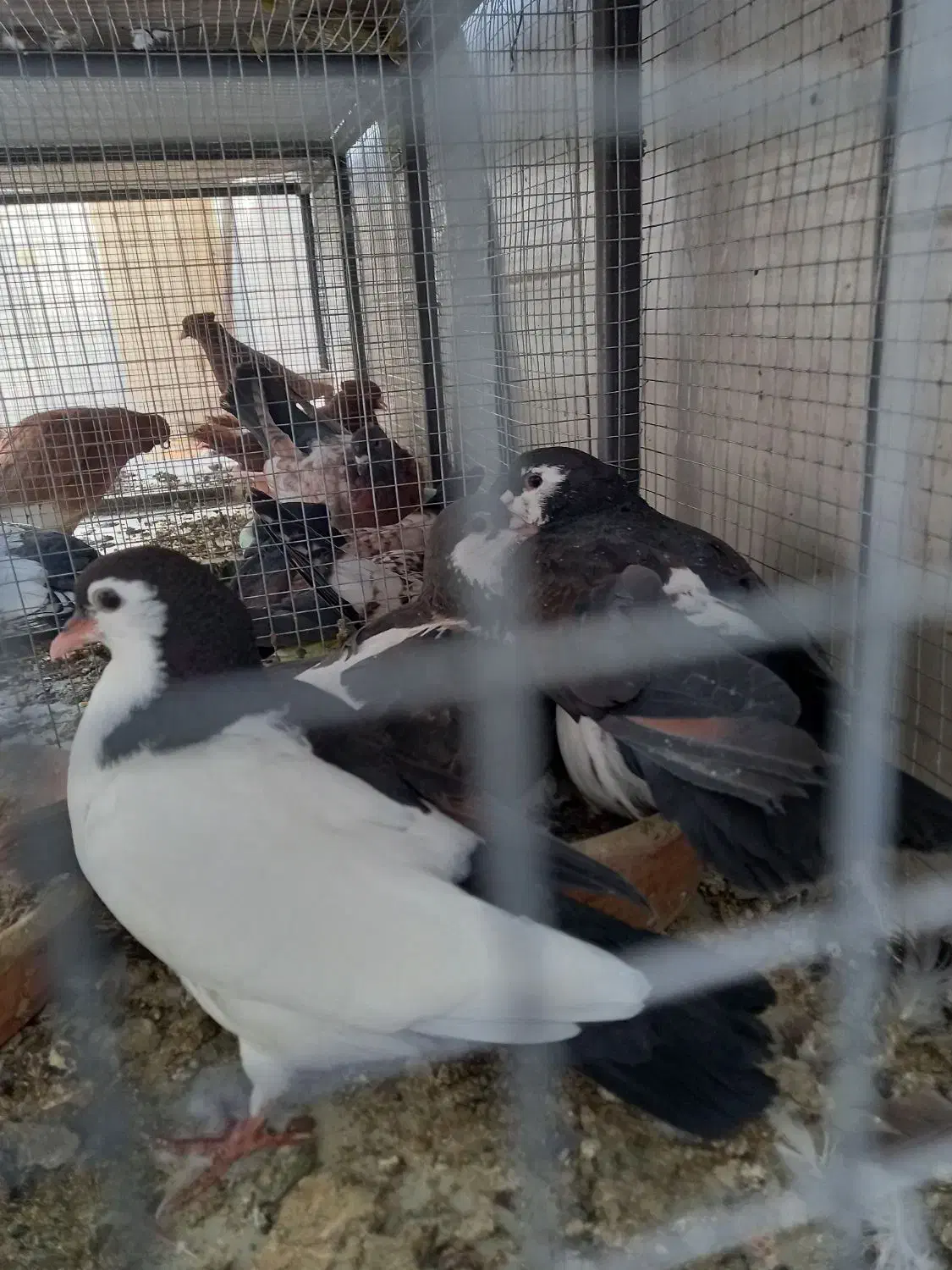 کبوتر رنگی ودورگ|پرنده|خمینیشهر, |دیوار