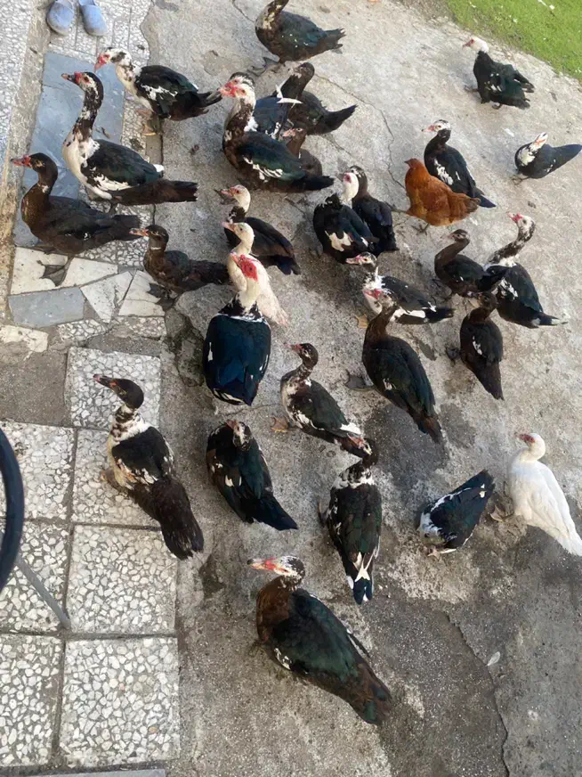 فروش اردک|حیوانات مزرعه|تالش, تالش|دیوار