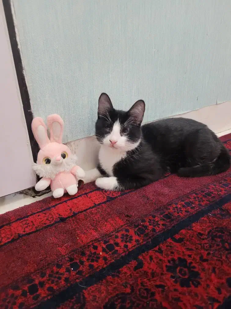 واگذاری گربه رایگان|گربه|مشهد, فرهنگیان (شهرک غرب)|دیوار