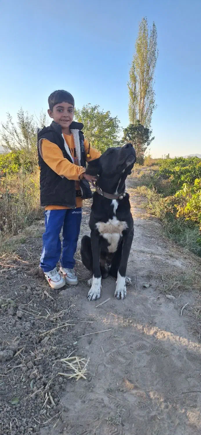 سگ گم شده|سگ|قره چای, |دیوار