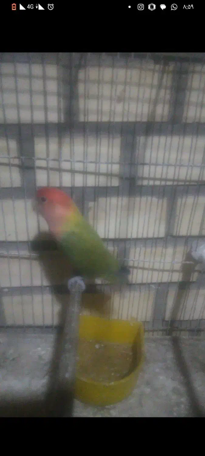 عروس هلندی آلبینو سخنگو ،طوطی برزیلی|پرنده|قدس, شهرک صنعتی زاگرس|دیوار