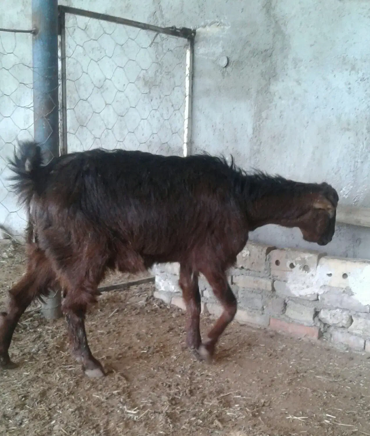 بز دو قلو|حیوانات مزرعه|نیشابور, مازول|دیوار