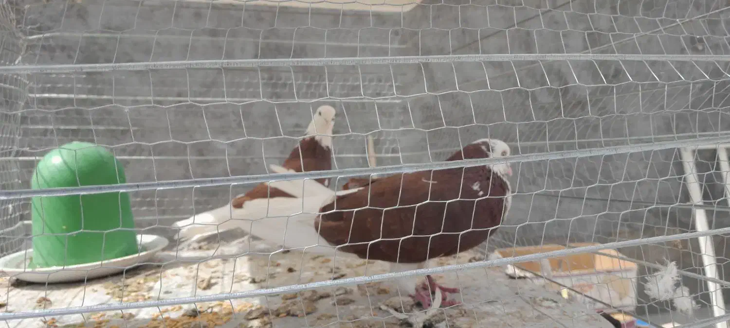 کبوتر شازده سرخ به شرط پرش و تخم‌وجوجه دهن جور|پرنده|یزد, |دیوار