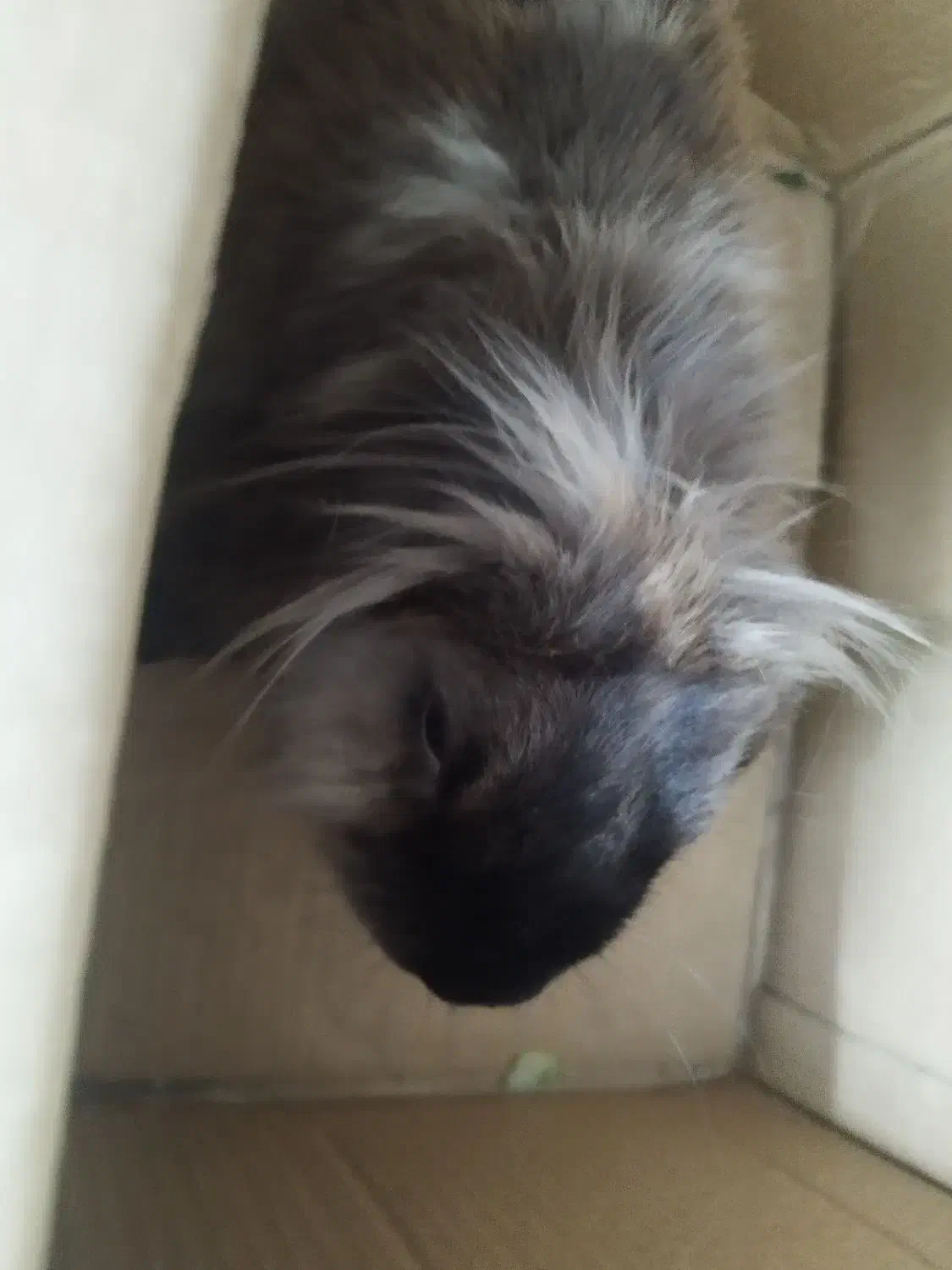 خرگوشه لپ واکسن خورده|موش و خرگوش|پیشوا, |دیوار