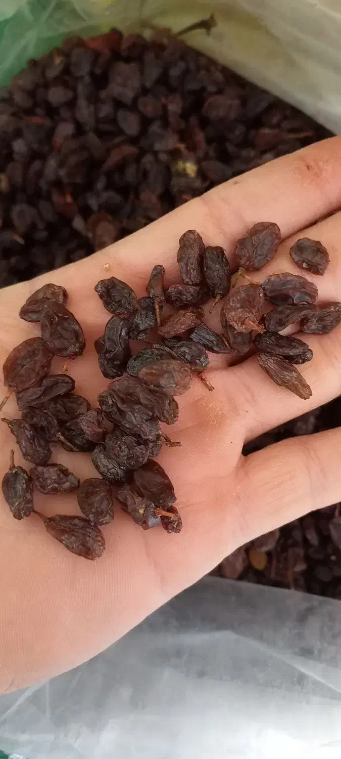 کشمش بیدانه|خوردنی و آشامیدنی|ارومیه, |دیوار