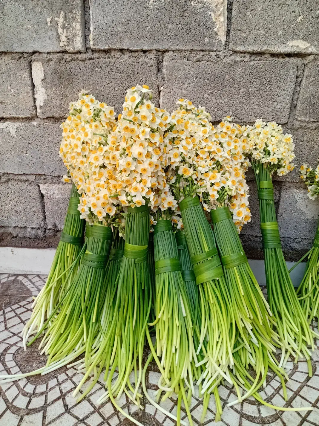 گل رزونرگس گل مریم گل کلایل|گل و گیاه طبیعی|بهبهان, |دیوار