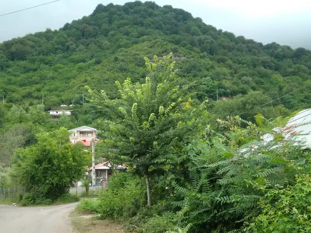 اجاره ویلا دربست بام سبز ماسال|اجارهٔ کوتاه‌مدت ویلا و باغ|ماسال, |دیوار