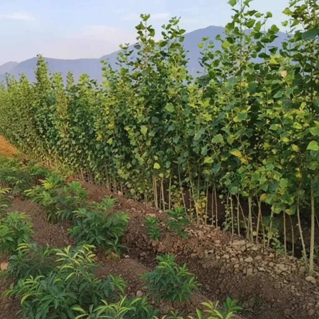 عرضه مستقیم نهال صـنـوبر با تضمین کیفیت|خدمات باغبانی و درختکاری|مریوان, |دیوار