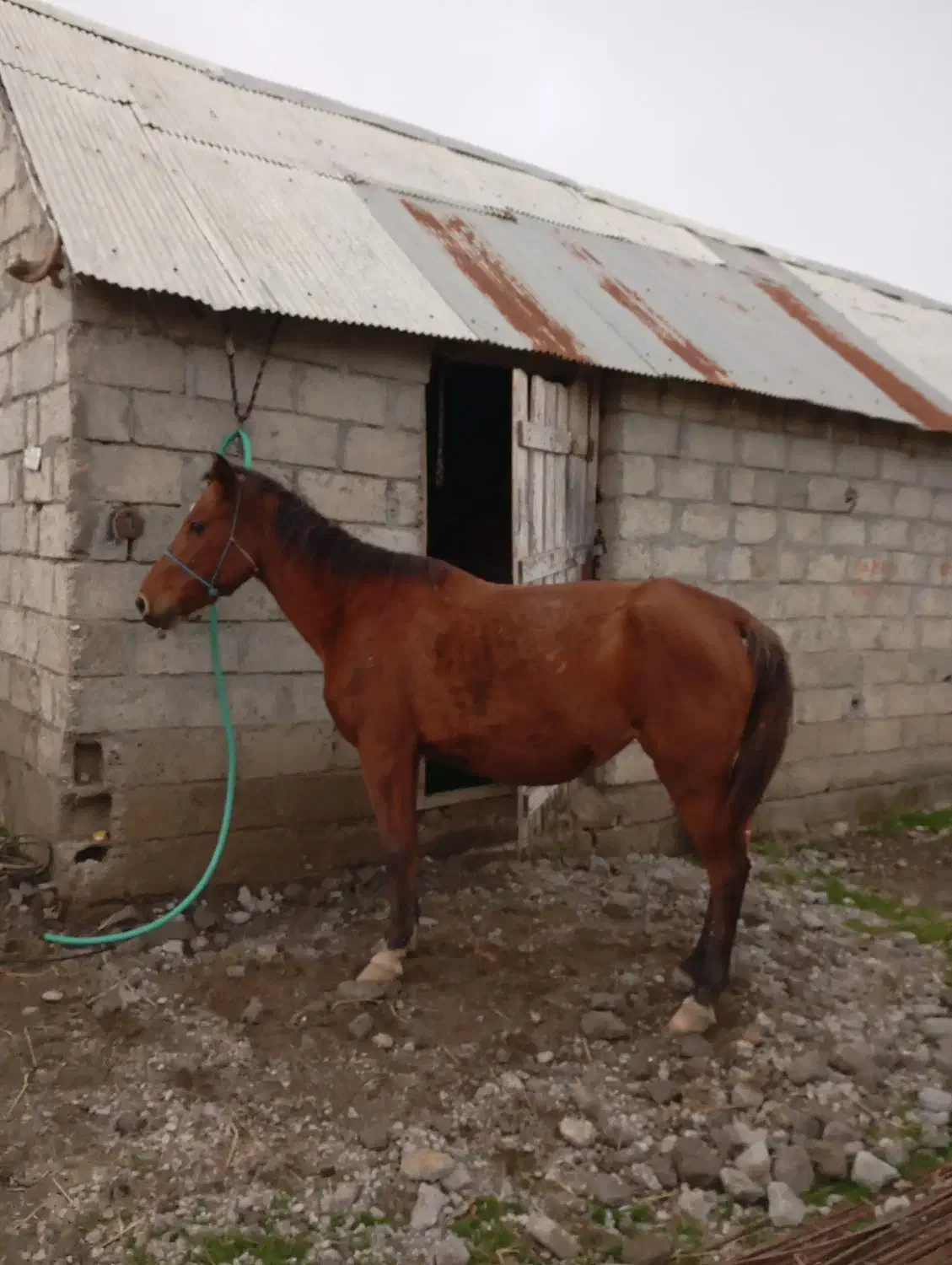 اسب مادیون کرد|اسب و تجهیزات اسب‌سواری|رضوانشهر, |دیوار