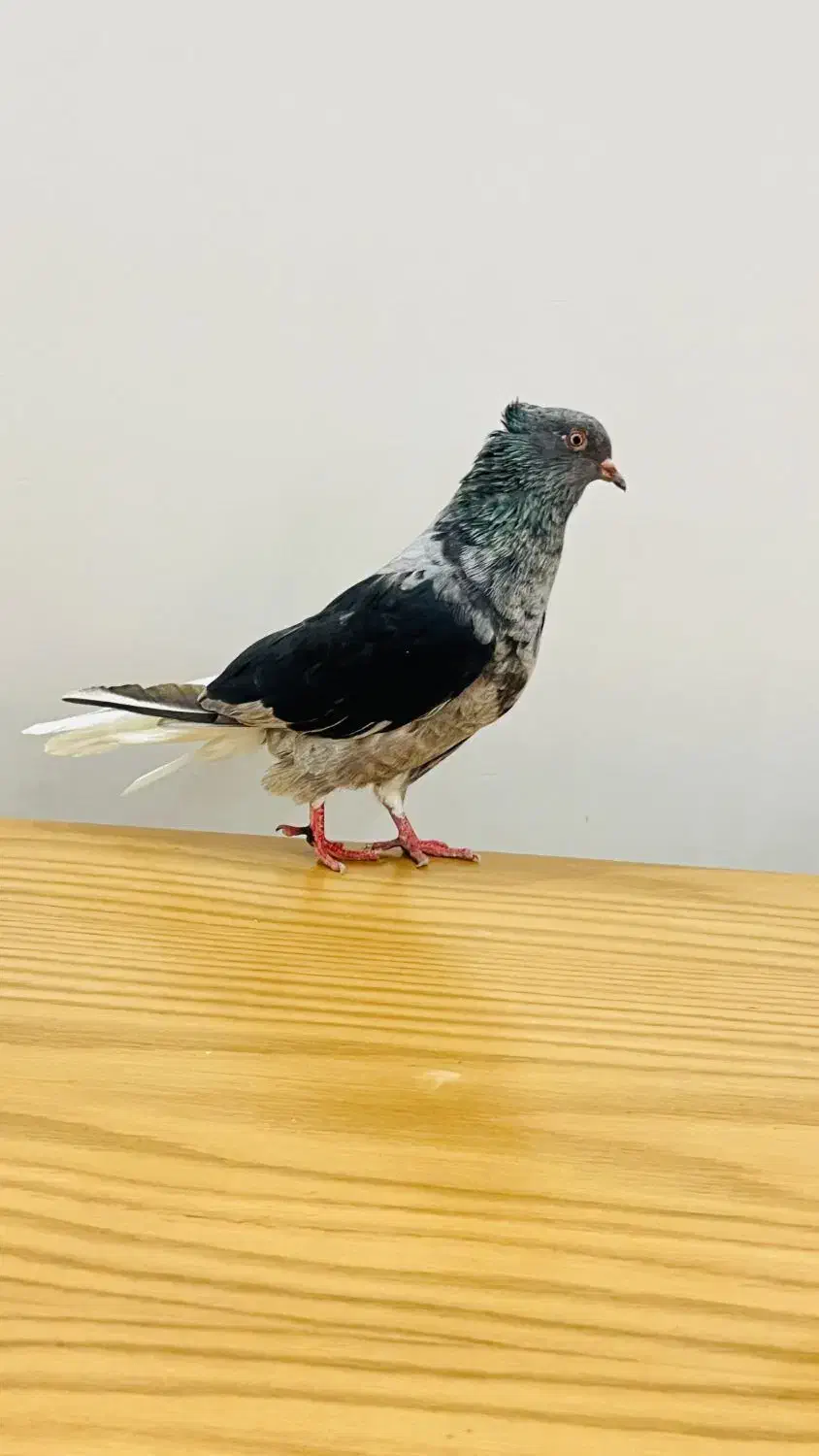 ماده کوهی دمسفید چاپی|پرنده|اهواز, سپیدار|دیوار