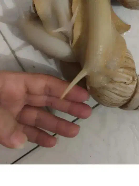 حلزون|خزنده|قم, نوقطار|دیوار