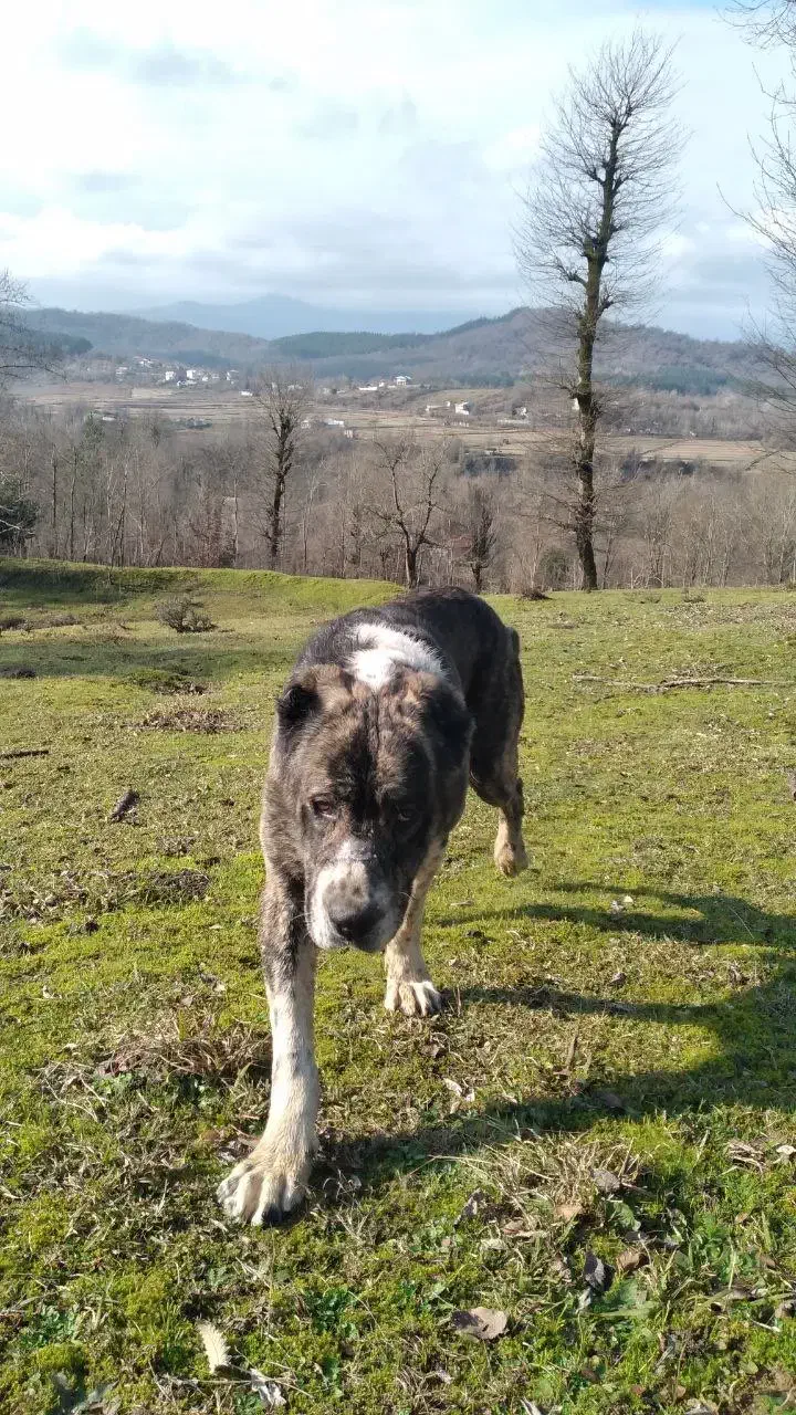 واگذاری سگ خراسانی|سگ|شفت, |دیوار