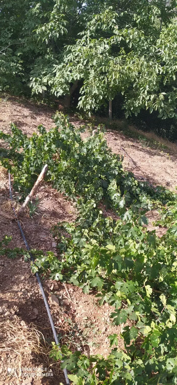 ریشه مو انگور رشه سردشت|گل و گیاه طبیعی|وزینه, |دیوار