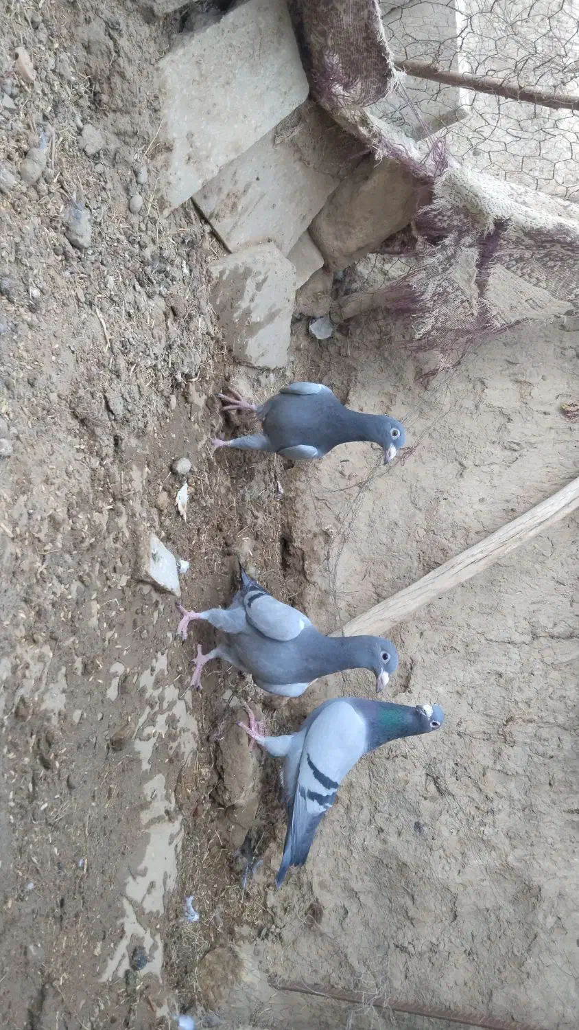 جفت جوجه سبز|پرنده|هامون, |دیوار