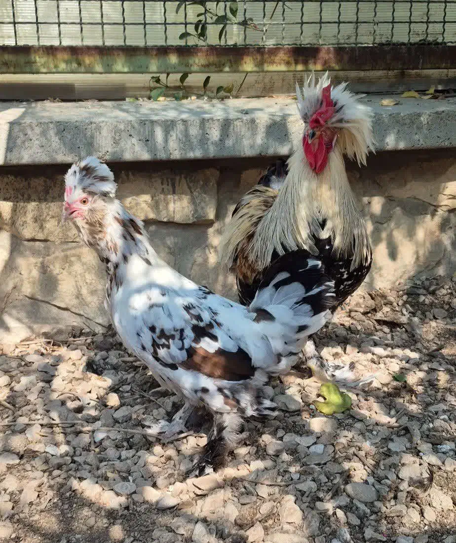 مرغ و خروس نژاد لهستانی|حیوانات مزرعه|جم, |دیوار