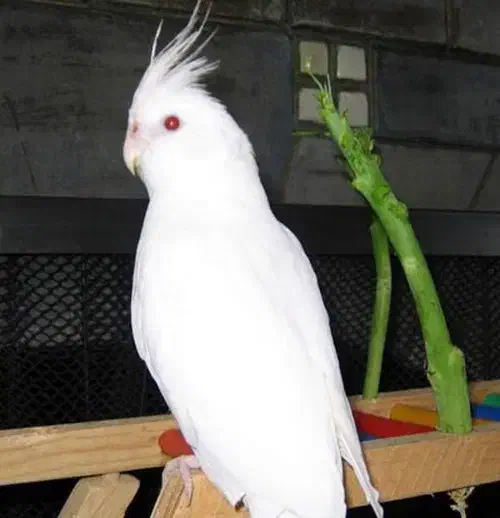 عروس هلندی البینو|پرنده|دورود, |دیوار