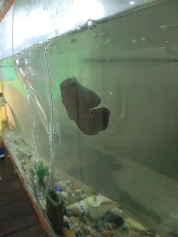 ماهی|ماهی|جهرم, |دیوار